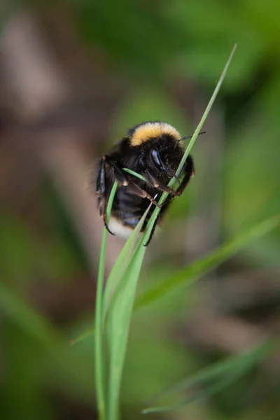 Vertical Selective Focus Bumblebee Green Grass Blurred Field Background — Stock Photo, Image