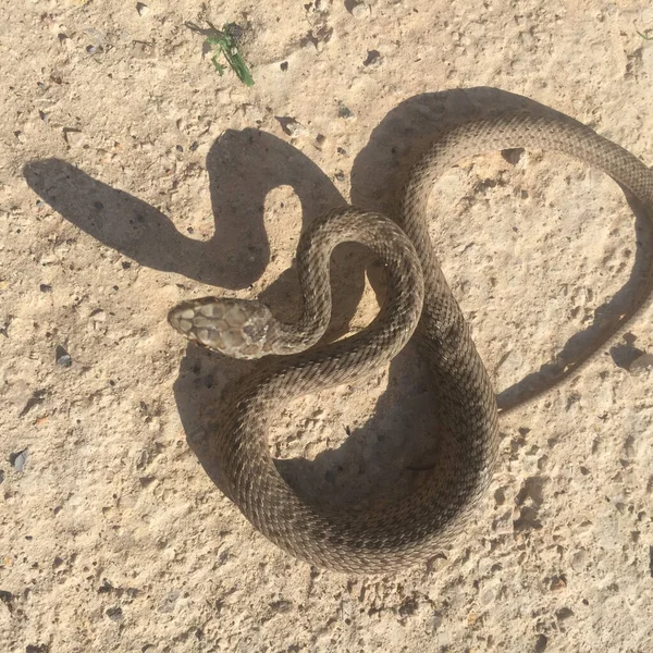 Closeup Brown Night Snake Detailed Patterns Its Scales Slithering Desert — Stock Photo, Image