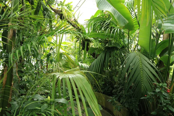 Plantas Tropicais Verdes Que Crescem Jardim Botânico Oxford — Fotografia de Stock