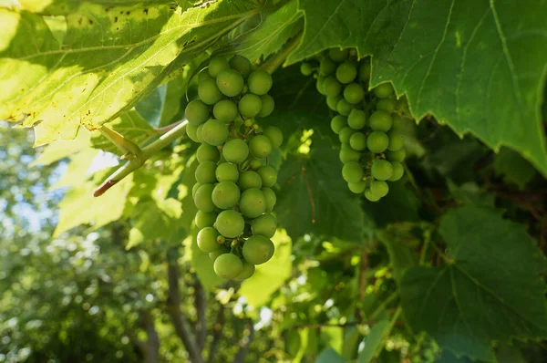 Een Close Shot Van Groene Druiven Groeiend Natuur — Stockfoto