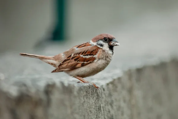 Küçük Bir Kuşun Dikey Odak Noktası — Stok fotoğraf
