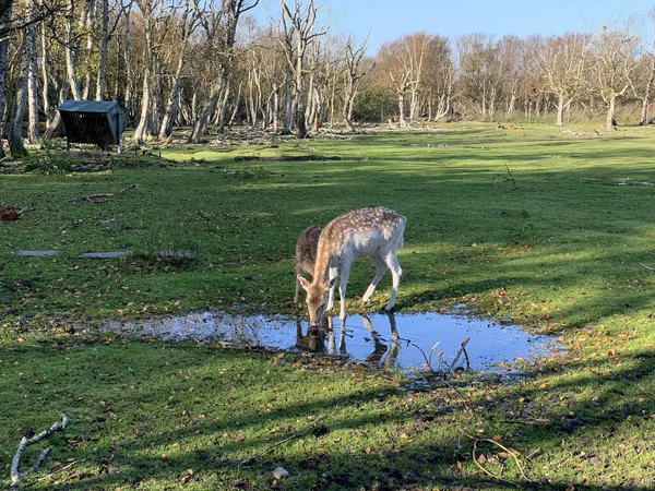 Dois Veados Bebendo Água Campo Sob Céu Brilhante — Fotografia de Stock