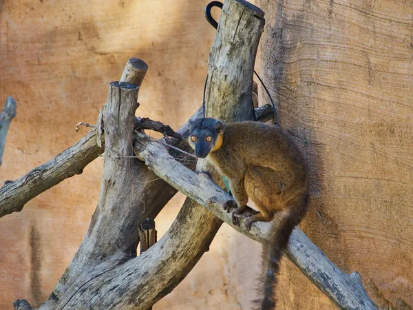 Vanlig Brun Lemur Trädgren Omahas Henry Doorly Zoo Och Akvarium — Stockfoto