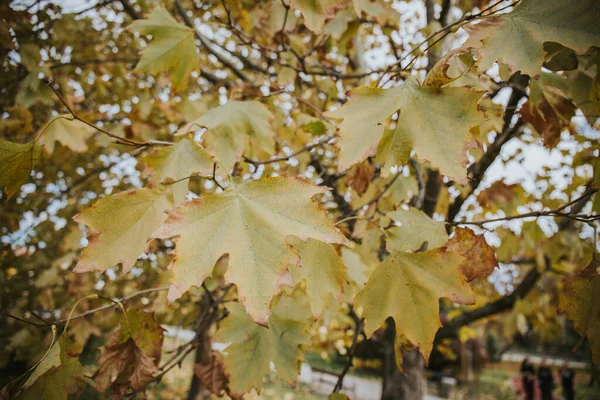 Belo Tiro Galhos Coloridos Uma Árvore Bordo Outono Jardim — Fotografia de Stock