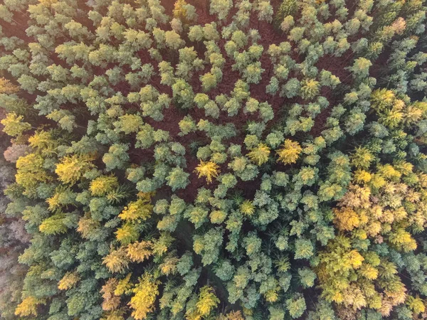 Μια Εναέρια Λήψη Ενός Πυκνού Φθινοπωρινού Δάσους — Φωτογραφία Αρχείου
