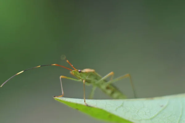 在绿叶上拍到一只绿色红毛虫的特写 — 图库照片