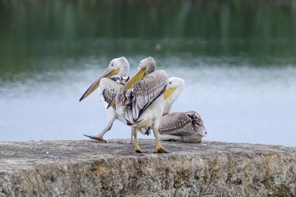 Eine Landschaft Von Pelikanen Die Auf Einem Küken Hocken — Stockfoto