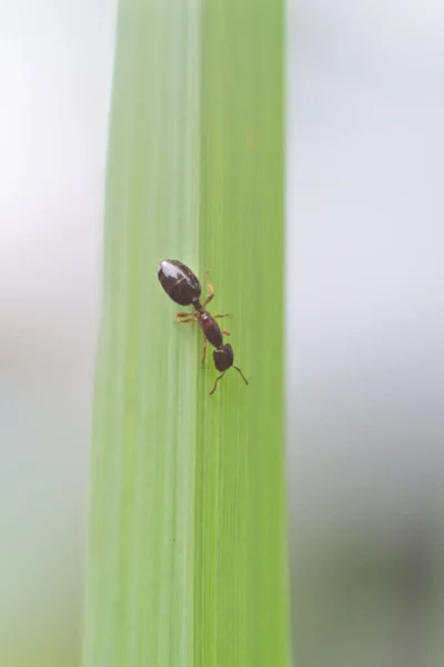 Close Shot Ant Green Grass — Stock Photo, Image