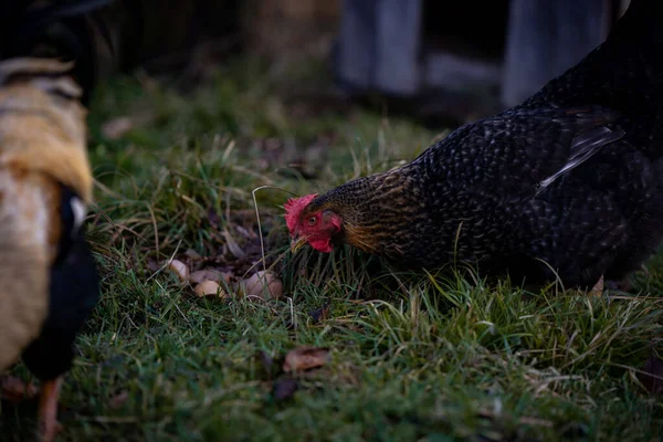 Selective Focus Shot Chicken Next Her Nest Eggs Backyard — Stock Photo, Image