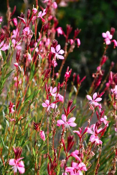 Oenothera Lindheimeri的一个垂直特写 通常被称为Lindheimer的蜜蜂花 — 图库照片