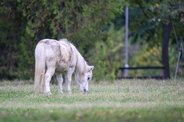 Lindo Pony Blanco Pastando Hierba —  Fotos de Stock