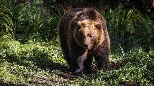 Oso Pardo Hábitat Natural — Foto de Stock