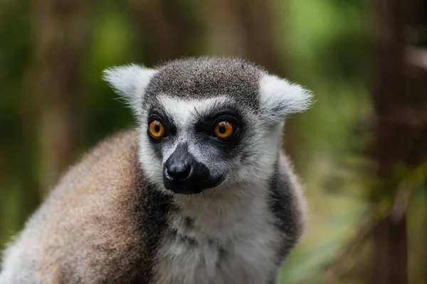Selektivní Zaměření Lemur — Stock fotografie