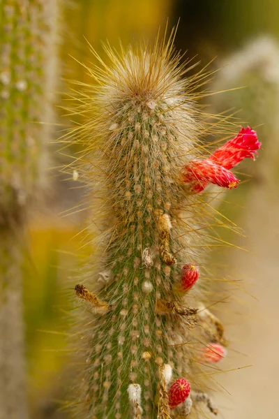 Függőleges Szelektív Fókuszfelvétel Egy Vörös Virágos Kaktuszról — Stock Fotó