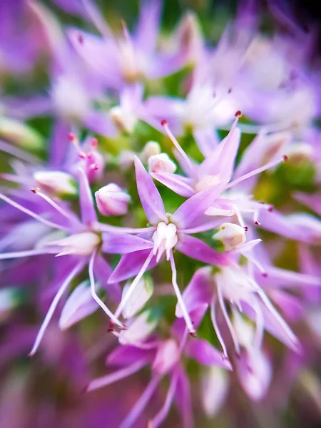 Beau Plan Macro Vertical Plantes Fleurs Hylotelephium Violet Clair — Photo