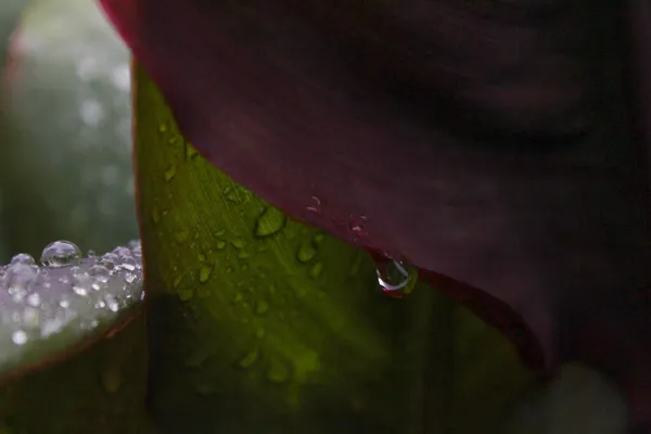 Водопад Лепестке Цветка — стоковое фото