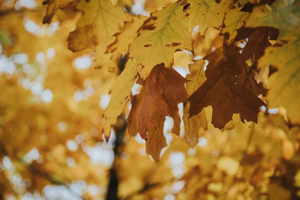 Een Prachtig Shot Van Kleurrijke Takken Van Een Herfst Esdoorn — Stockfoto