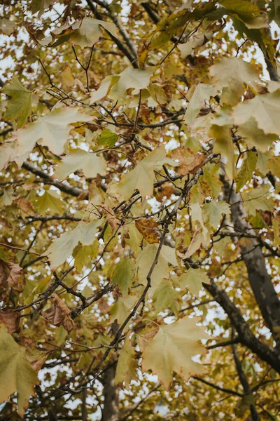 Красивый Снимок Красочных Ветвей Осеннего Клена Саду — стоковое фото