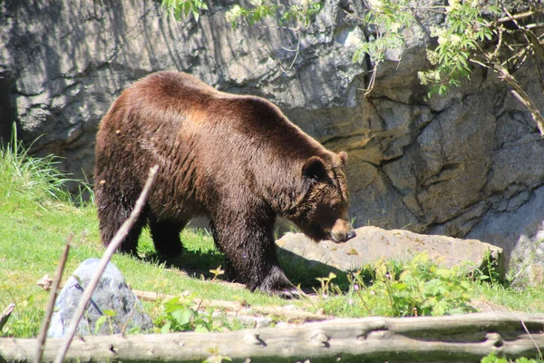 動物園を歩いている優しい茶色のクマ — ストック写真