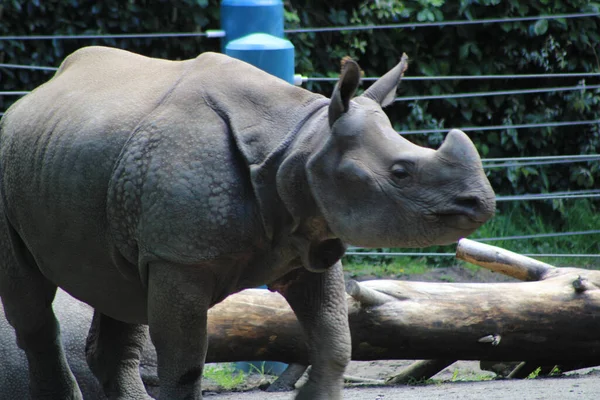 Зоопарку Знімок Носорога — стокове фото