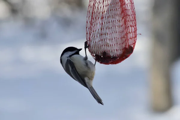 Selective Focus Shot Brown Headed Tit Perched Net — Stock Fotó