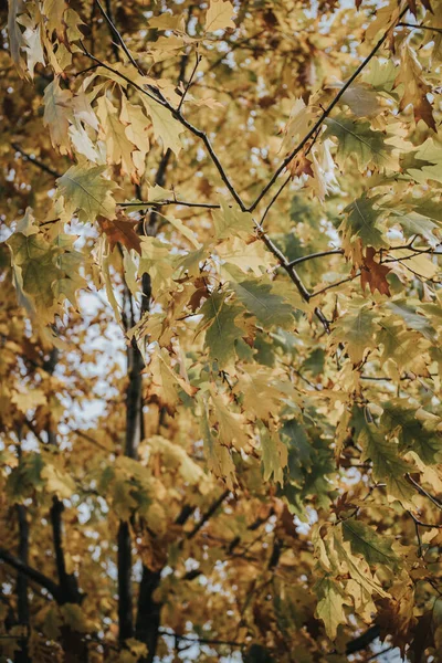 Μια Όμορφη Φωτογραφία Πολύχρωμων Κλαδιών Ενός Φθινοπωρινού Σφενδάμου Έναν Κήπο — Φωτογραφία Αρχείου