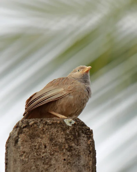 Une Prise Vue Sélective Babbler Bec Jaune Argya Affinis — Photo