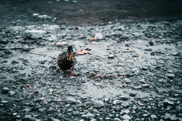 湖上一只鸭的特写镜头 — 图库照片