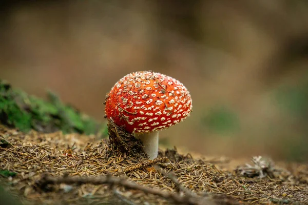 Closeup Growing Fly Agaric Mushroom — Stock Photo, Image