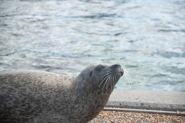 Closeup Seal Pebbly Pavement Pool Zoo — Φωτογραφία Αρχείου