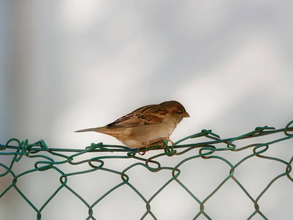 Ein Selektiver Fokusschuss Eines Sperlings Auf Dem Zaun — Stockfoto