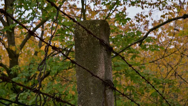 Stary Drut Kolczasty Drewniany Słup Lesie — Zdjęcie stockowe