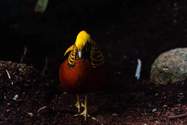 Golden Pheasant Dark Background — Stock Photo, Image