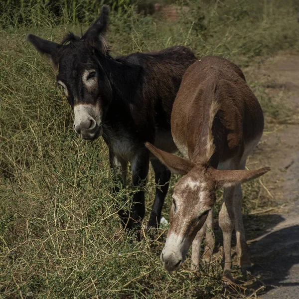 两只可爱的驴子在路边吃着干草 拍了一张特写 — 图库照片