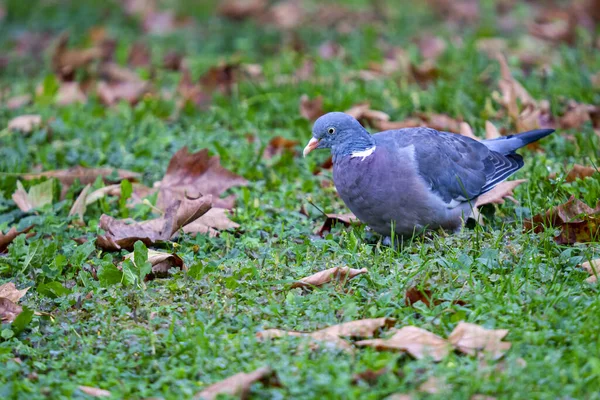 Selective Focus Shot Dove Field Fallen Autumn Leaves — Stock Photo, Image
