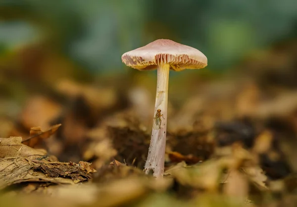 Közelkép Egy Vadon Termő Gombáról Barna Sapkával Erdőben — Stock Fotó