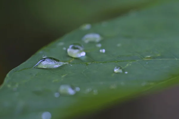 Primer Plano Hoja Verde Con Muchas Gotas Agua Ella — Foto de Stock