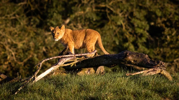 晴れた日に屋外で木の丸太の上のライオンの赤ちゃん — ストック写真