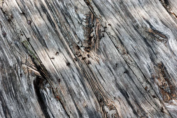 Zdjęcie Bliska Mrówek Drewnianej Powierzchni — Zdjęcie stockowe