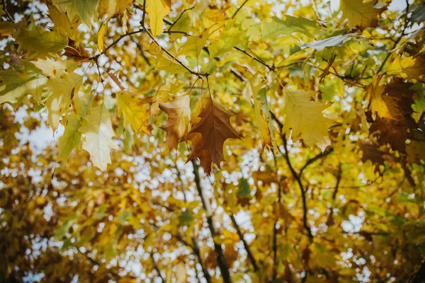 美丽的一缕五彩缤纷的枝条 落在花园里的一棵秋天枫树上 — 图库照片