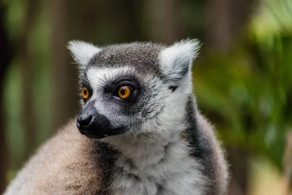 Selektivní Zaměření Lemur — Stock fotografie