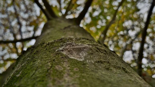 Ormandaki Yosunlu Ağaç Gövdesinin Alçak Açılı Yakın Çekimi — Stok fotoğraf