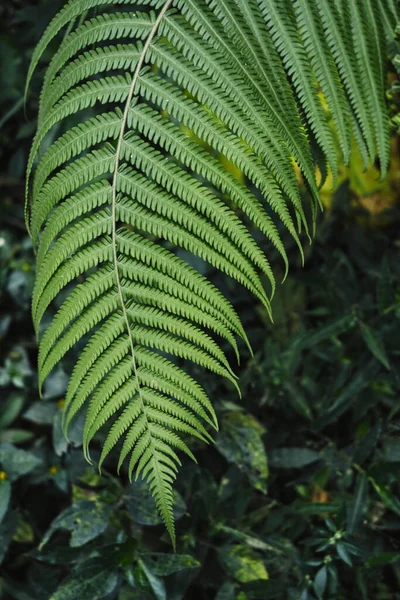 Tiro Vertical Uma Folha Uma Fábrica Uma Selva — Fotografia de Stock