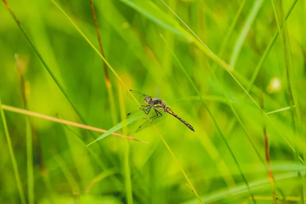 Ένα Κοντινό Πλάνο Του Dragonfly Στο Γρασίδι Στο Πράσινο Πεδίο — Φωτογραφία Αρχείου