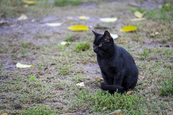 野原で可愛い黒猫 — ストック写真