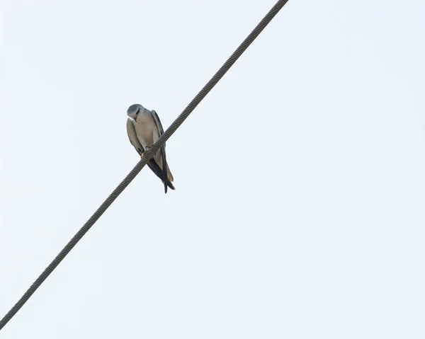 Una Hermosa Cometa Australiana Hombros Negros Elanus Axillaris Encaramada Cable — Foto de Stock