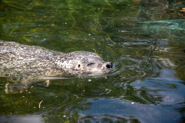 Крупним Планом Видра Плаває Басейні Зоопарку — стокове фото