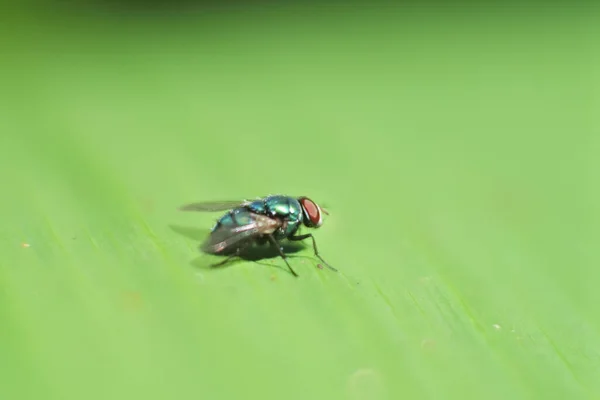 Eine Winzige Fliege Auf Einem Grünen Blatt Garten — Stockfoto