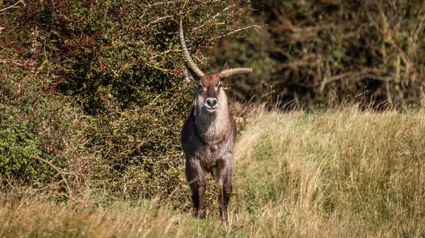 Een Grote Gehoornde Waterbok Het Veld Een Zonnige Dag — Stockfoto