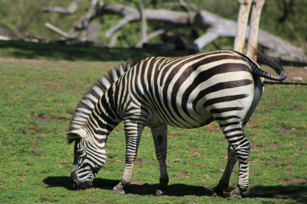 Piękna Zebra Jedząca Trawę Zoo — Zdjęcie stockowe